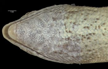 Media type: image;   Herpetology R-112262 Aspect: head ventral